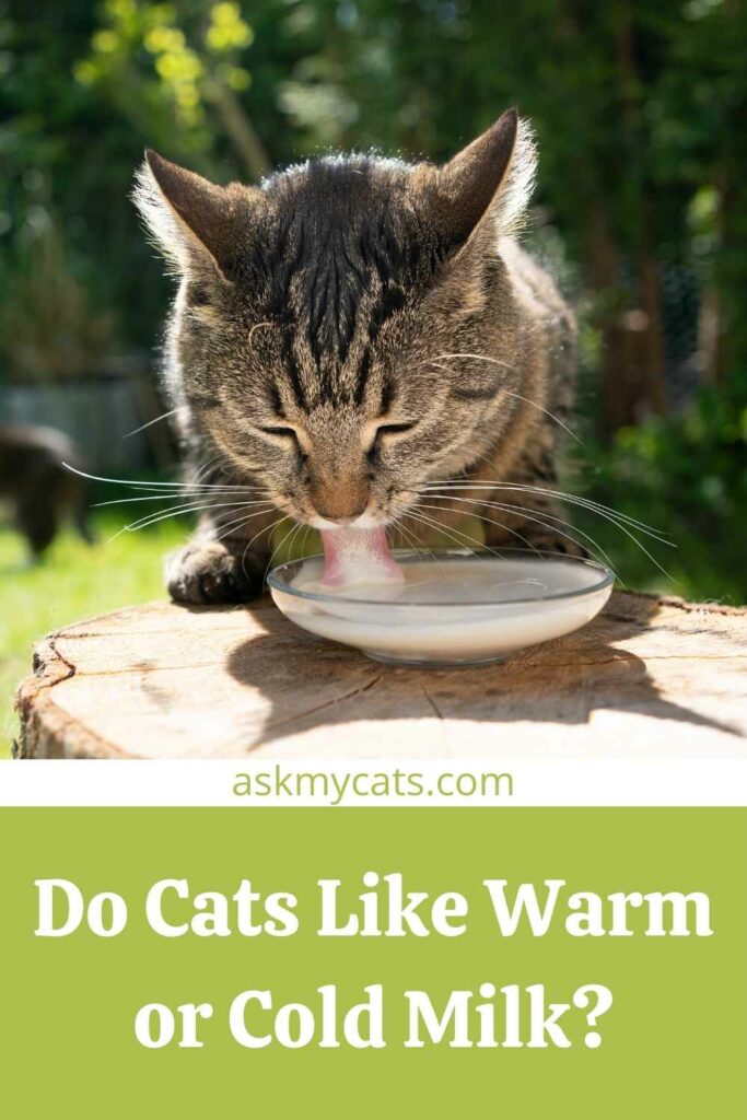 Do Cats Like Warm or Cold Milk?