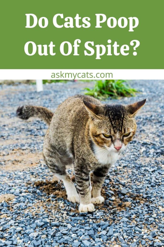 Do Cats Poop Out Of Spite?