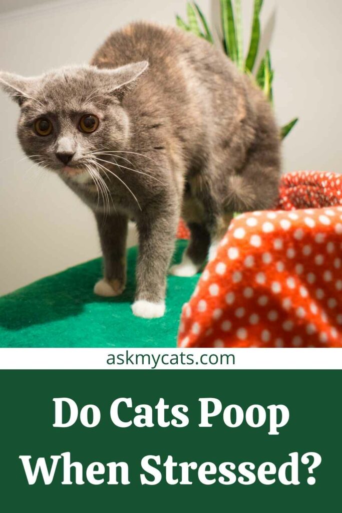 Do Cats Poop When Stressed?