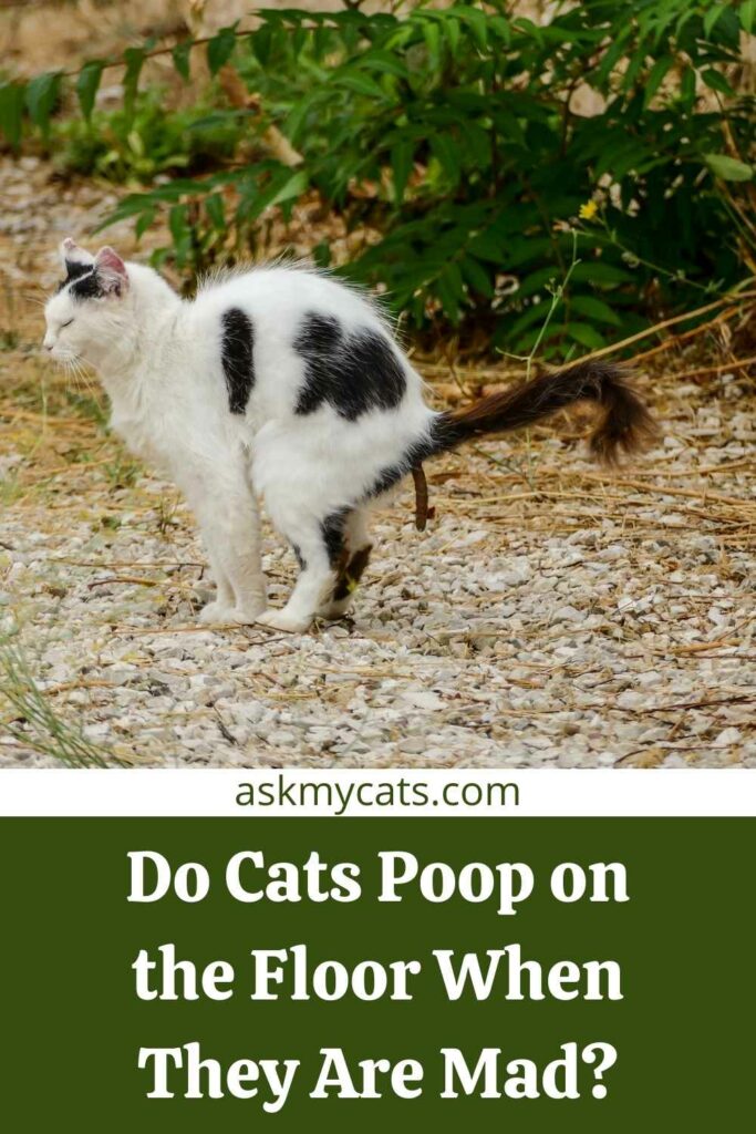 Do Cats Poop on the Floor When They Are Mad?