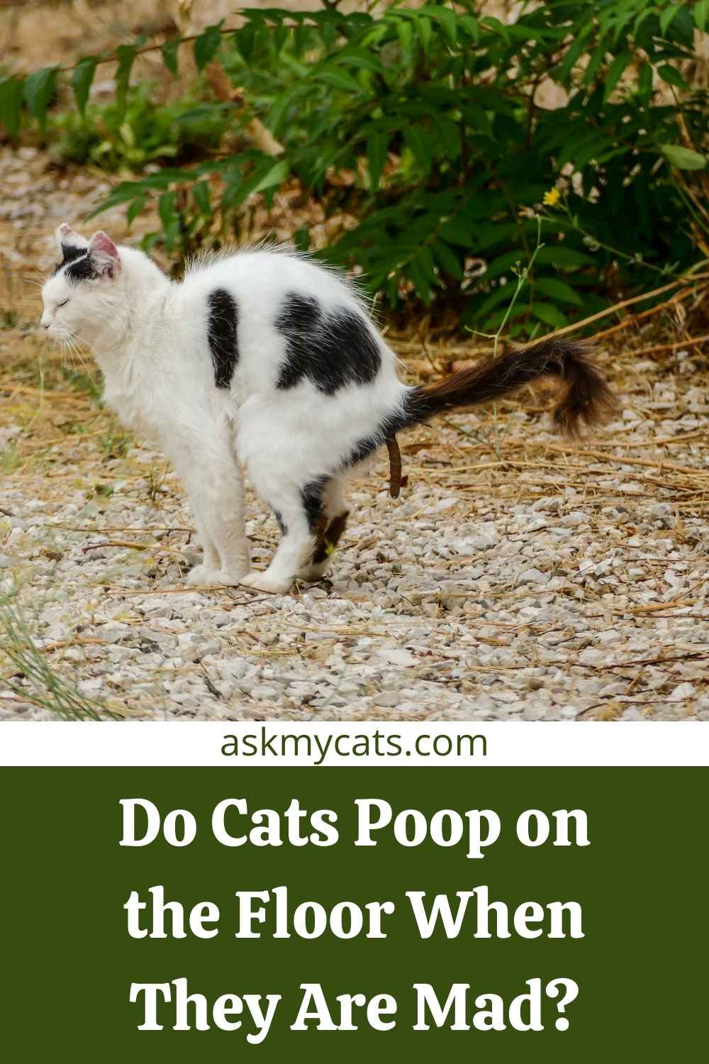 Do Cat Poops On Floor When Angry? How To Handle The Situation?