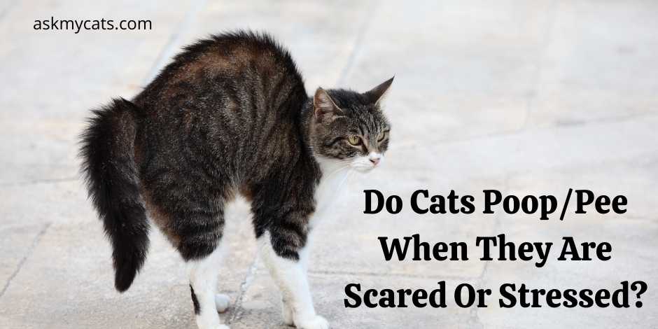 Do Cats PoopPee When They Are Scared Or Stressed