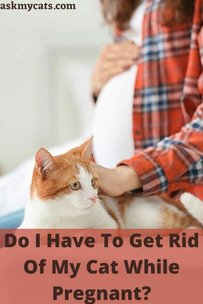 Do I Have To Get Rid Of My Cat While Pregnant?