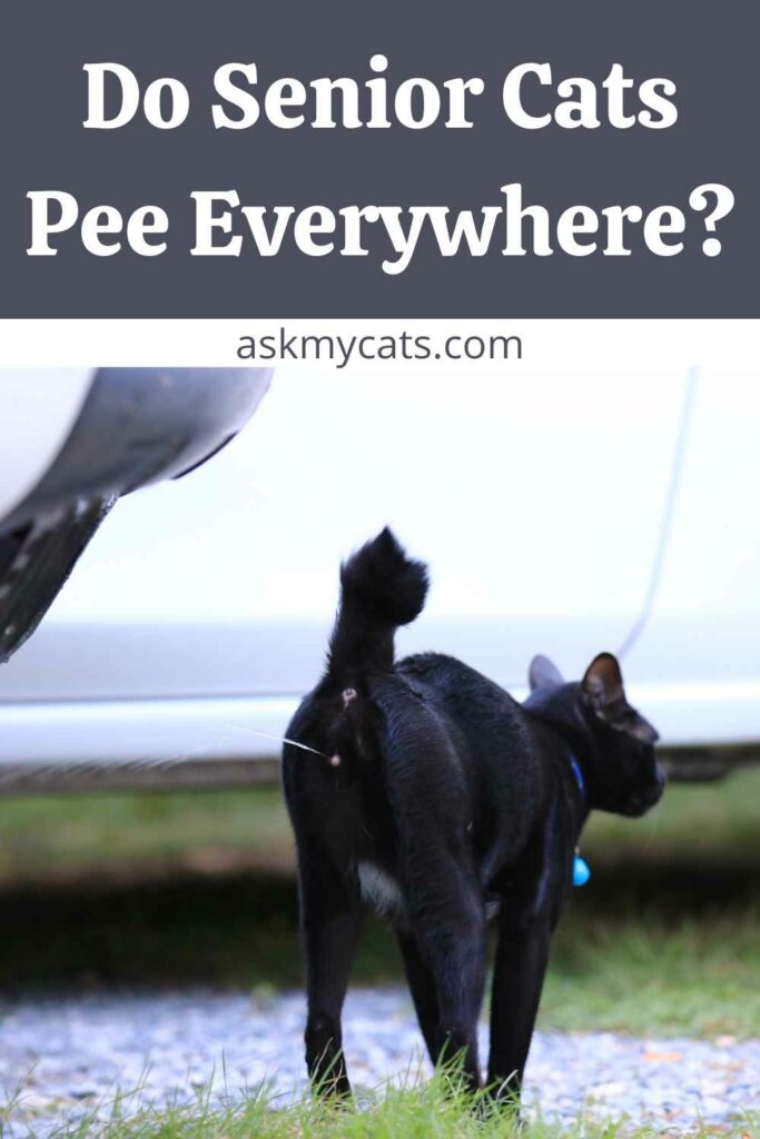 Do Senior Cats Pee Everywhere?