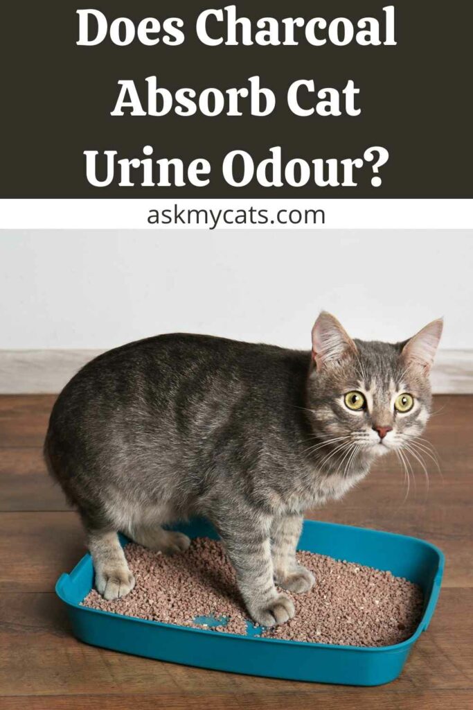 Does Charcoal Absorb Cat Urine Odour?