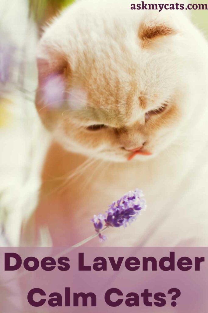 Does Lavender Calm Cats?