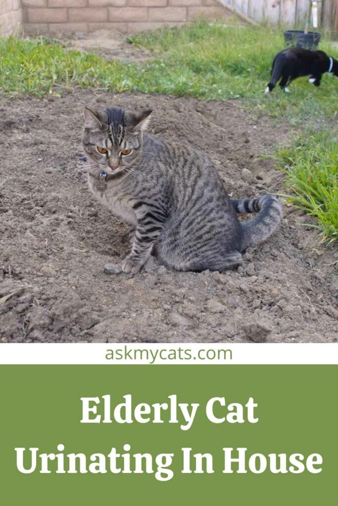 Elderly cat peeing 2025 and pooping everywhere