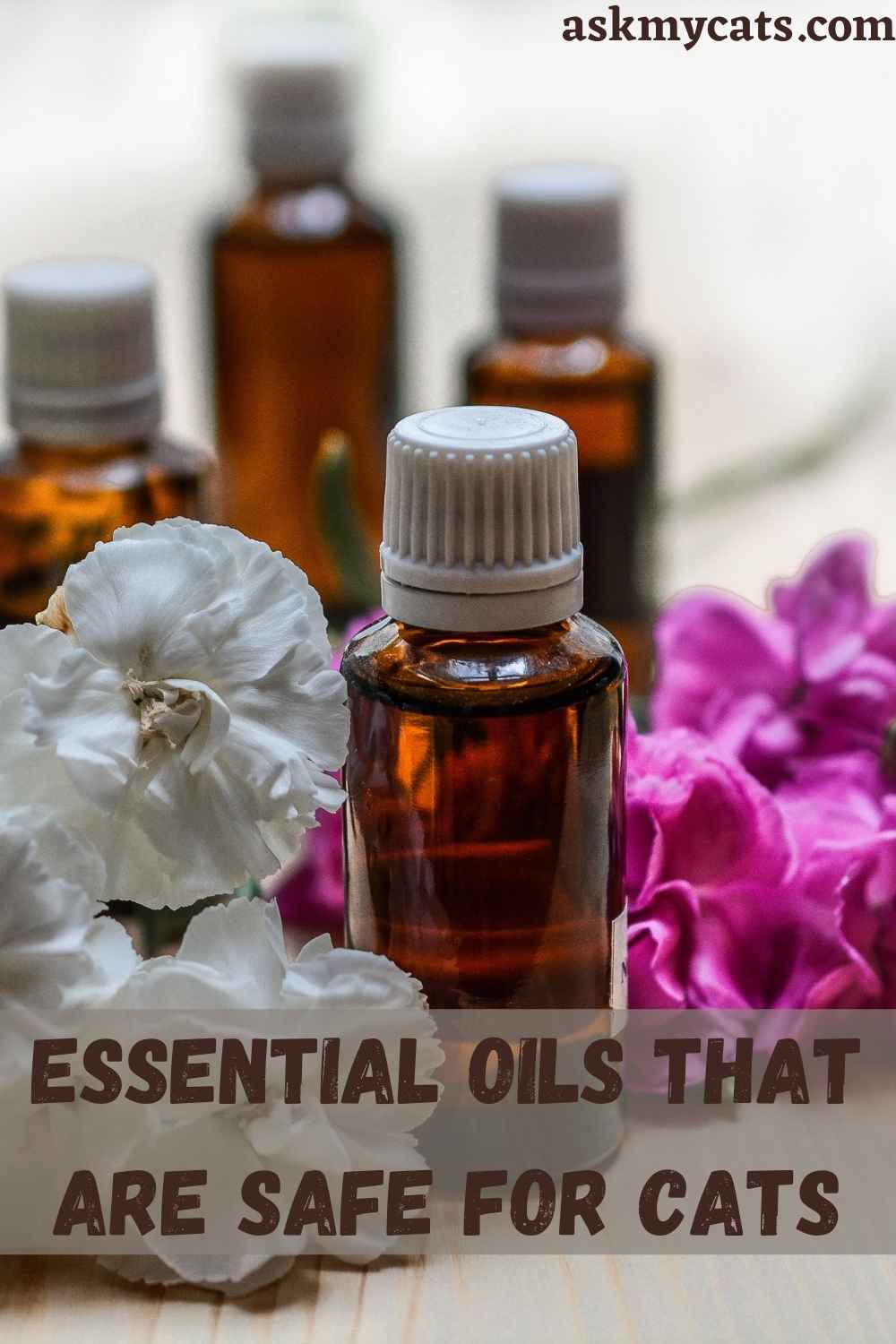 Cats And Essential Oil Complete Guide