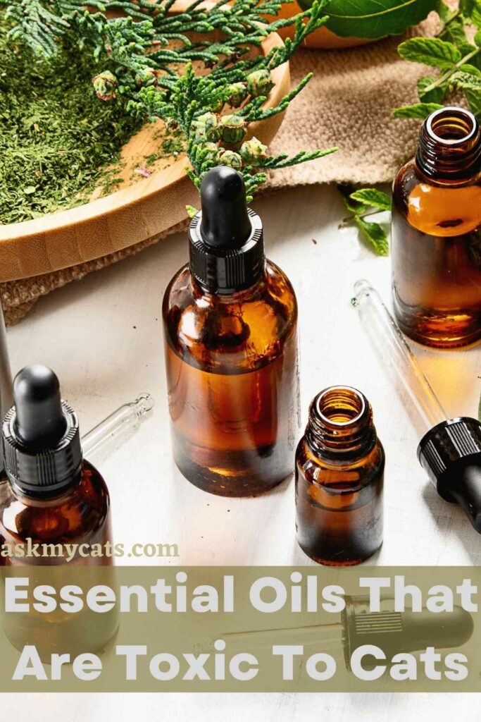 Essential Oils That Are Toxic To Cats