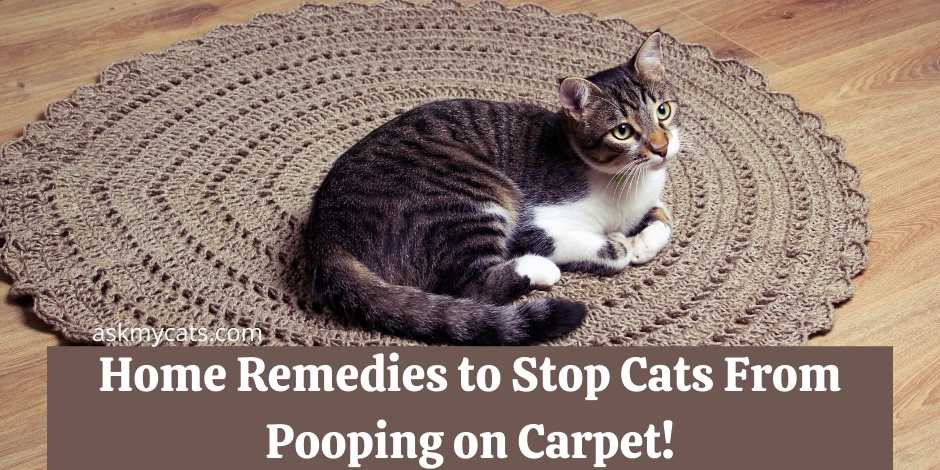 Home Remedies To Stop Cats From Pooping On Carpet Try Them All