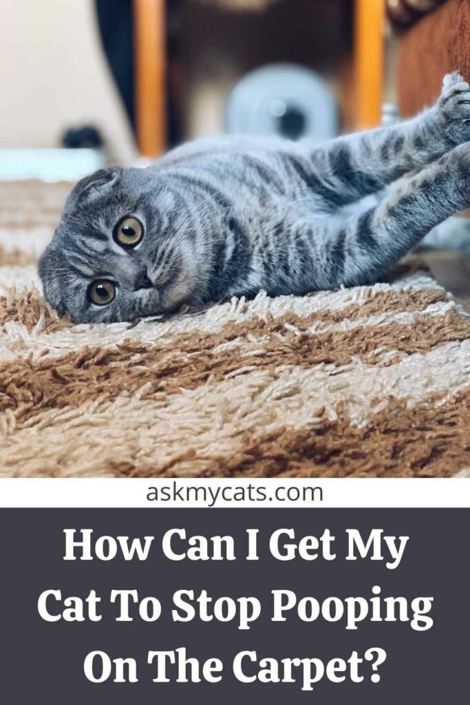 How Can I Get My Cat To Stop Pooping On The Carpet?