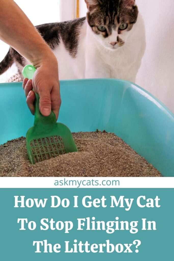 How Do I Get My Cat To Stop Flinging In The Litterbox?