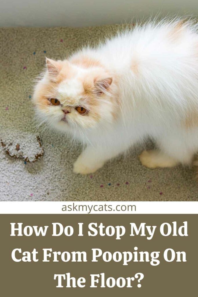 How Do I Stop My Old Cat From Pooping On The Floor