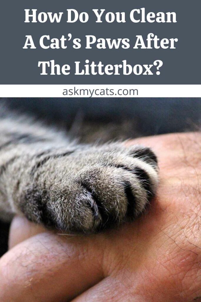 Cleaning cats paws 2025 after litter box