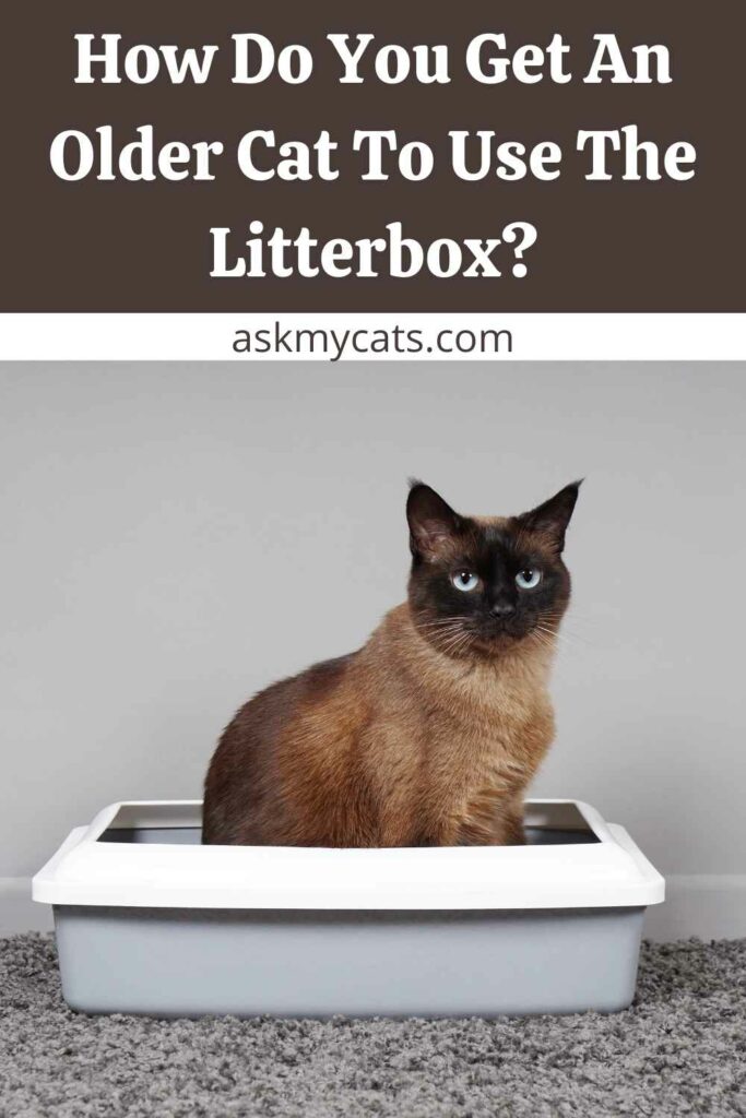 How Do You Get An Older Cat To Use The Litterbox?