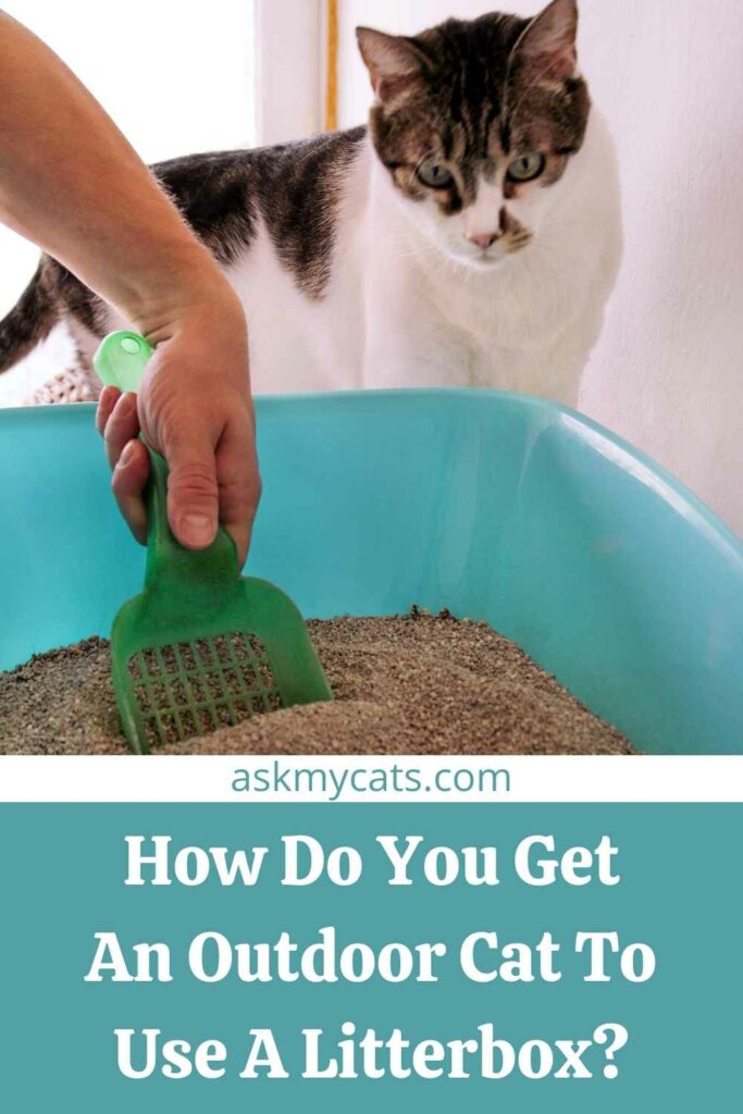 How Do You Get An Outdoor Cat To Use A Litterbox?