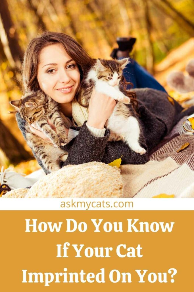 Signs Your Cat Has Imprinted On You: Do Cats Imprint On One Person?