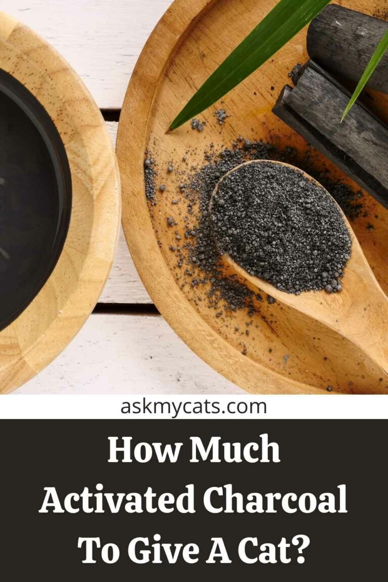 Activated Charcoal For Cats! Look Out For The Consequences!