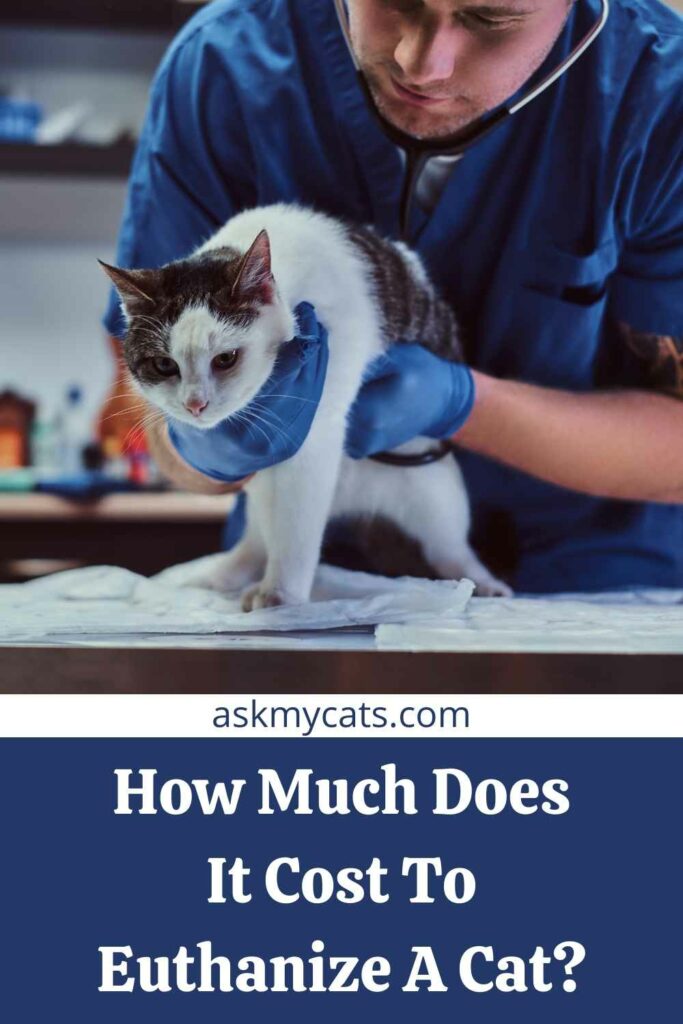 How Much Does It Cost To Euthanize A Cat?