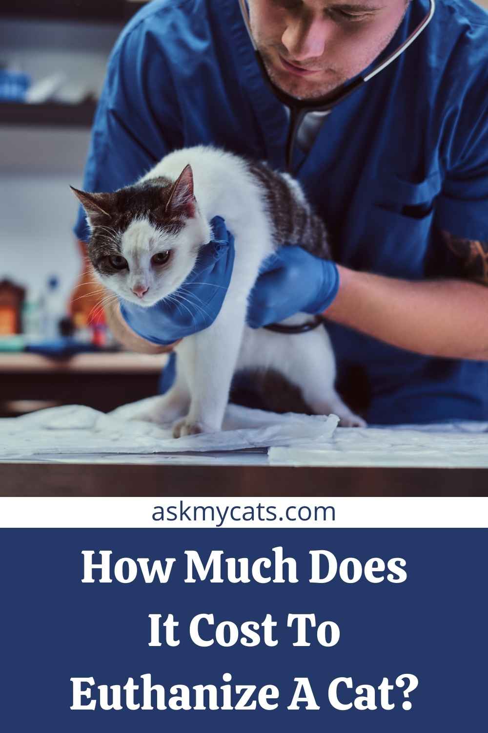 My Cat Is Dying And I Have No Money! How Much To Euthanize A Cat?