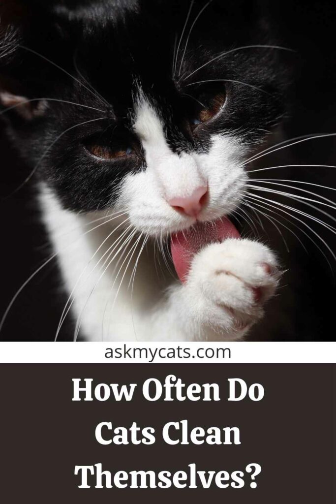 How Often Do Cats Clean Themselves?