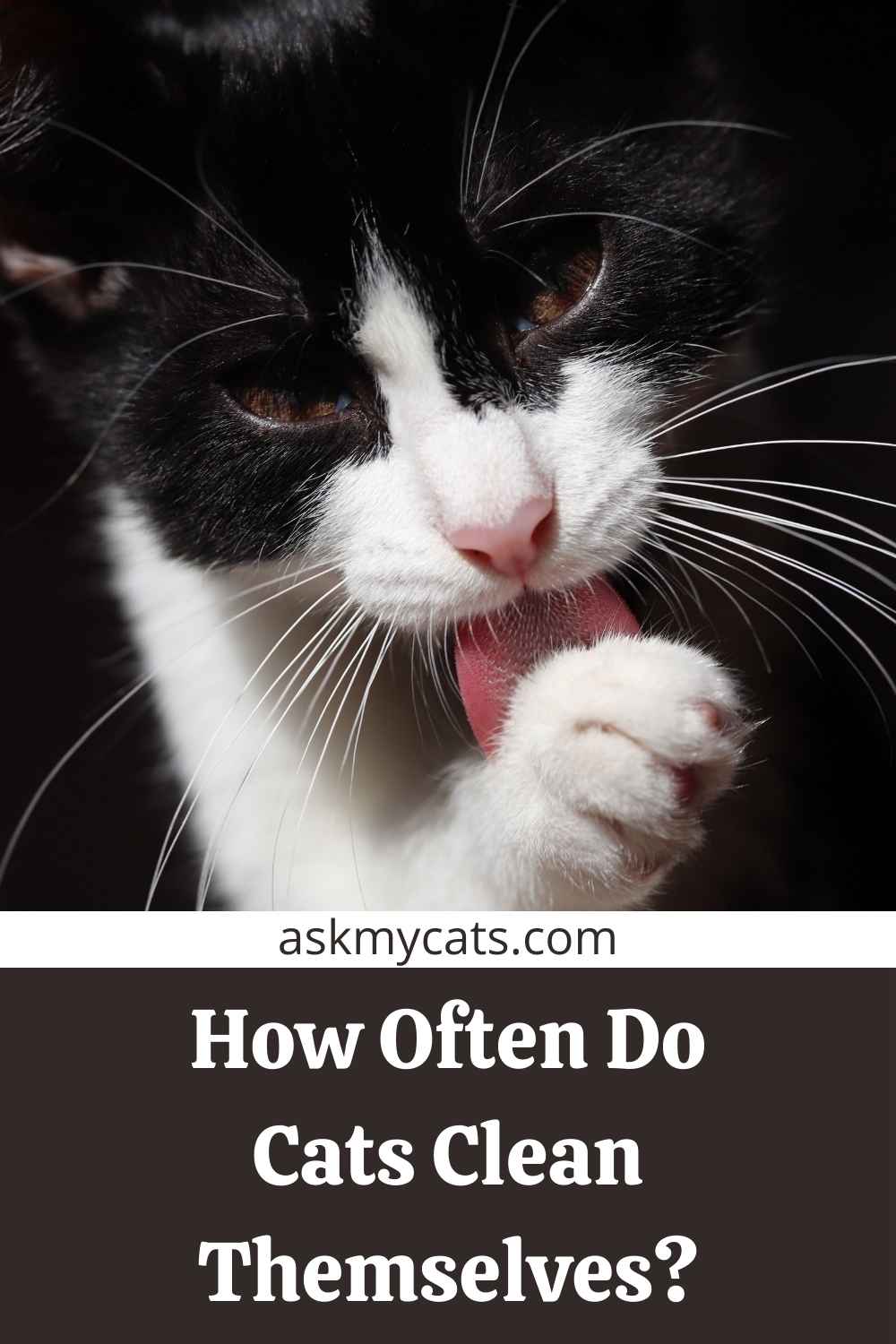 Why Do Cats Clean Themselves Before They Sleep? Is Cat Grooming Good?