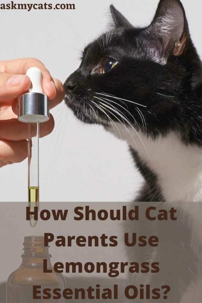 How Should Cat Parents Use Lemongrass Essential Oils?