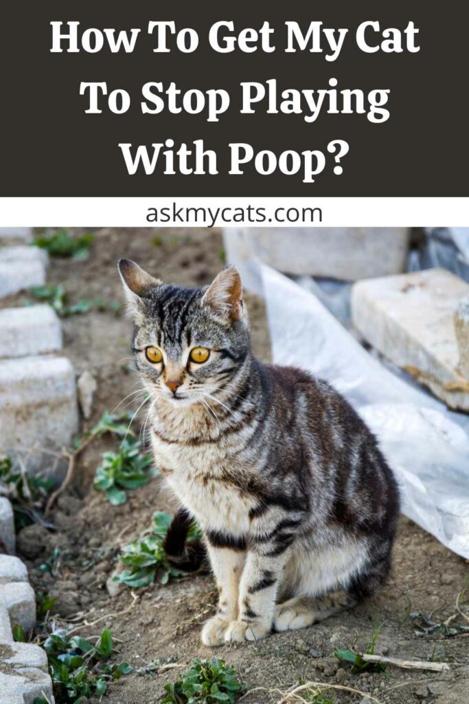 How To Get My Cat To Stop Playing With Poop?