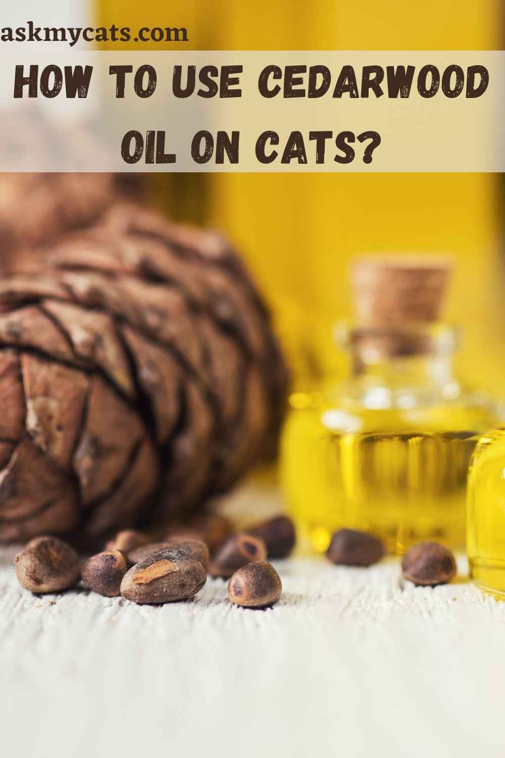 Is Cedarwood Oil Safe For Cats? How To Use Cedarwood Oil On Cats?