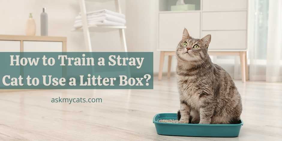 How to Train a Stray Cat to Use a Litter