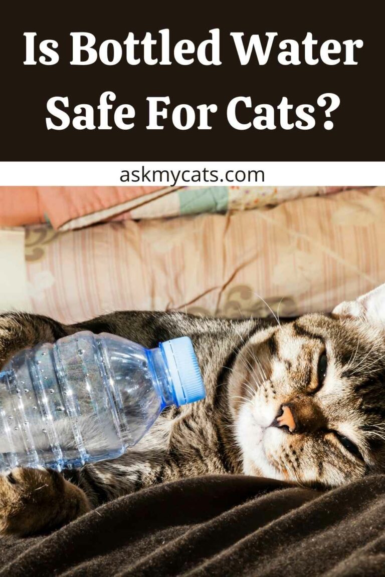 Can Cats Drink Bottled Water? How Should You Give Your Cat Bottled Water?