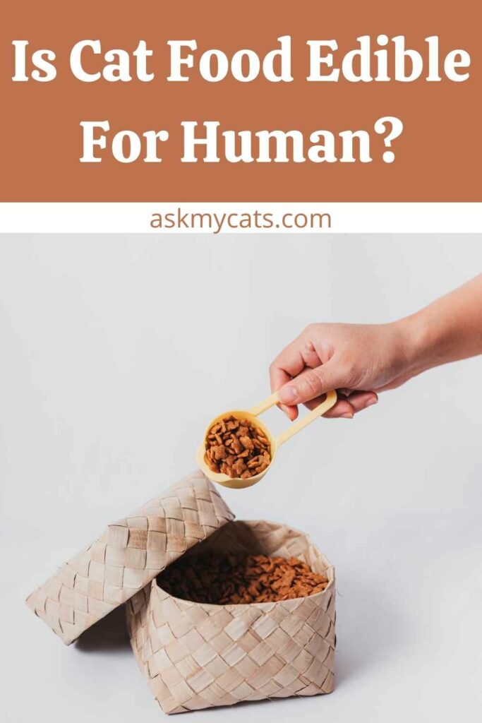 Is Cat Food Edible For Human?
