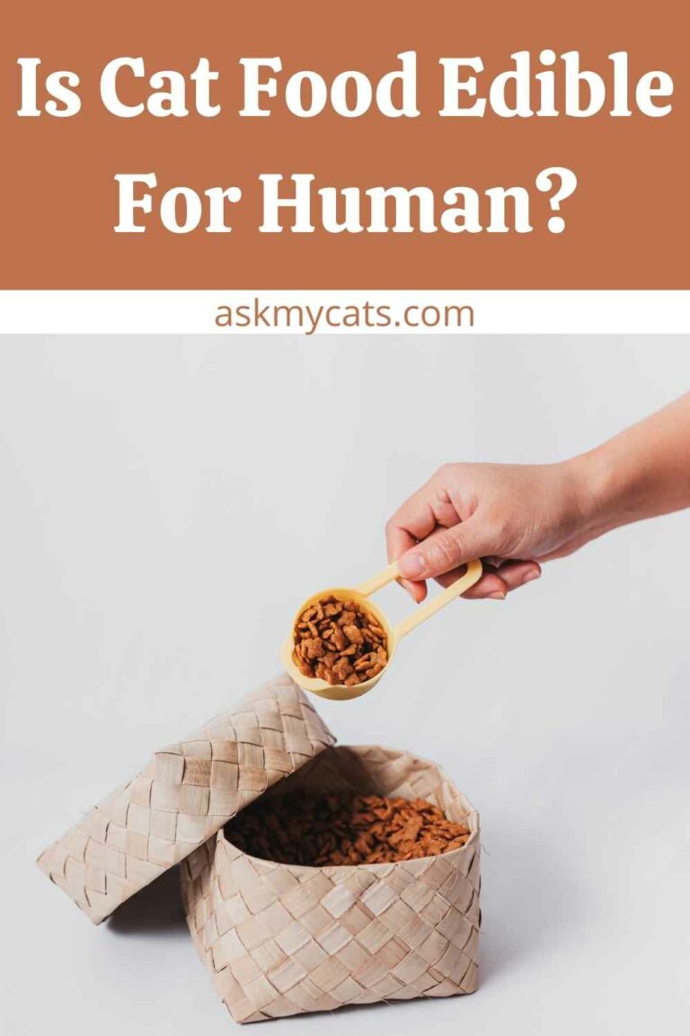 Can Humans Eat Cat Food? Is That A Good Idea?