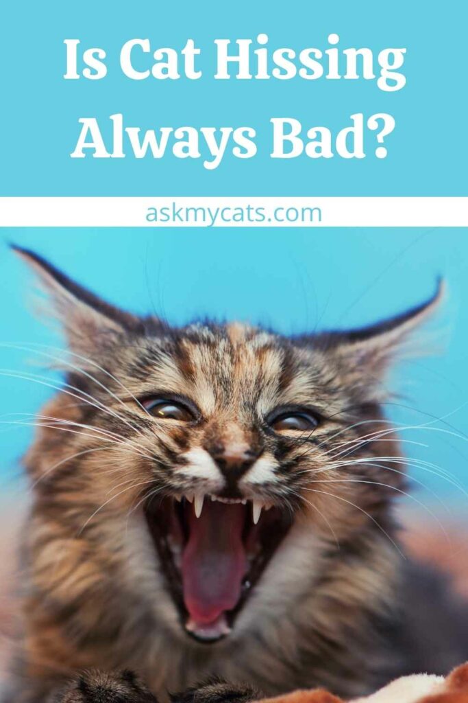 Is Cat Hissing Always Bad?