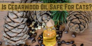 Is Cedarwood Oil Safe For Cats? How To Use Cedarwood Oil On Cats?