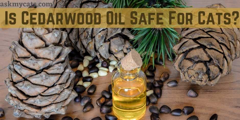  Is Cedarwood Oil Safe For Cats?