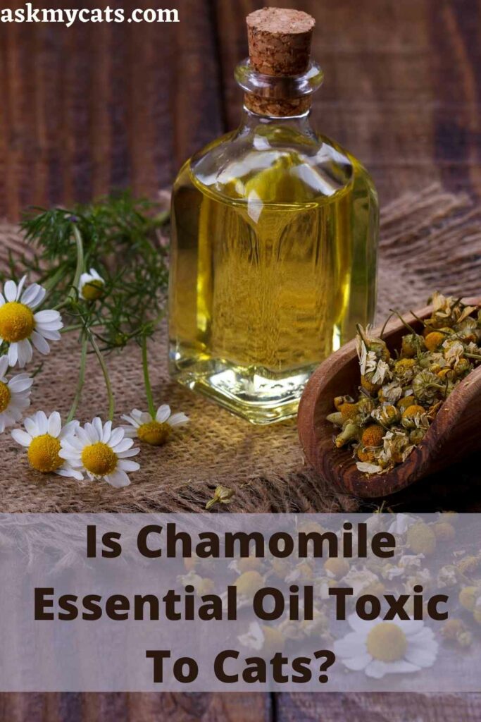 Is Chamomile Essential Oil Toxic To Cats?