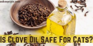 Is Clove Oil Safe For Cats? What Does Clove Oil Do To Cats?