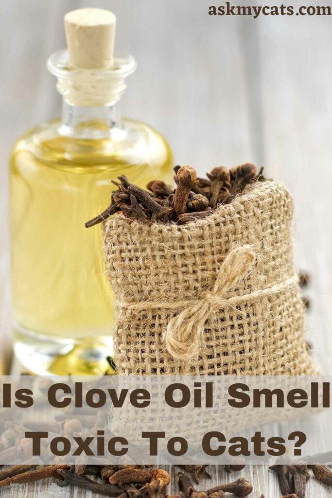 Is Clove Oil Smell Toxic To Cats?