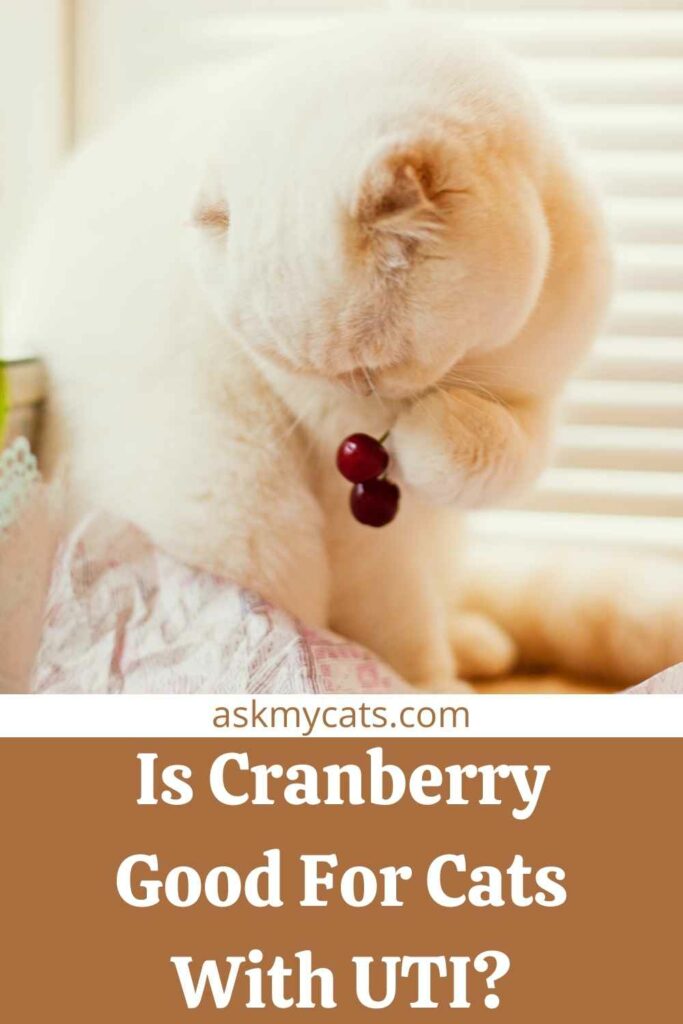 Is Cranberry Good For Cats With UTI?