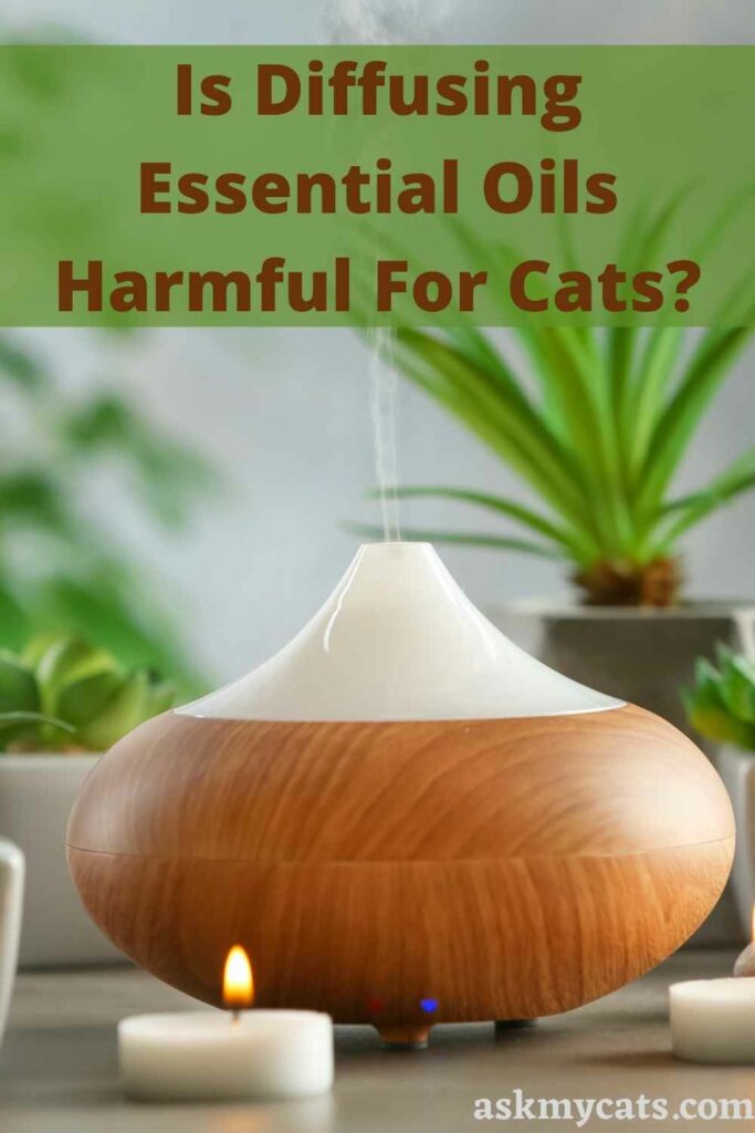 Is Diffusing Essential Oils Harmful For Cats?