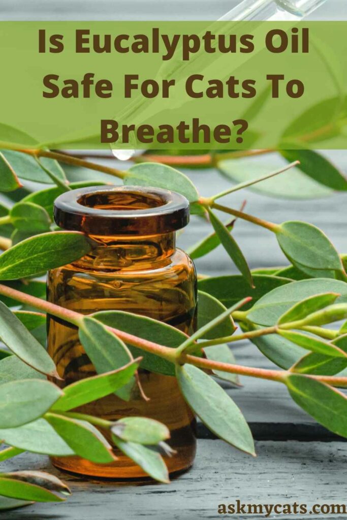 Is Eucalyptus Oil Safe For Cats To Breathe?