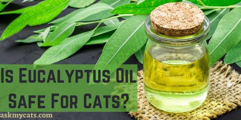 Is Eucalyptus Oil Safe For Cats?