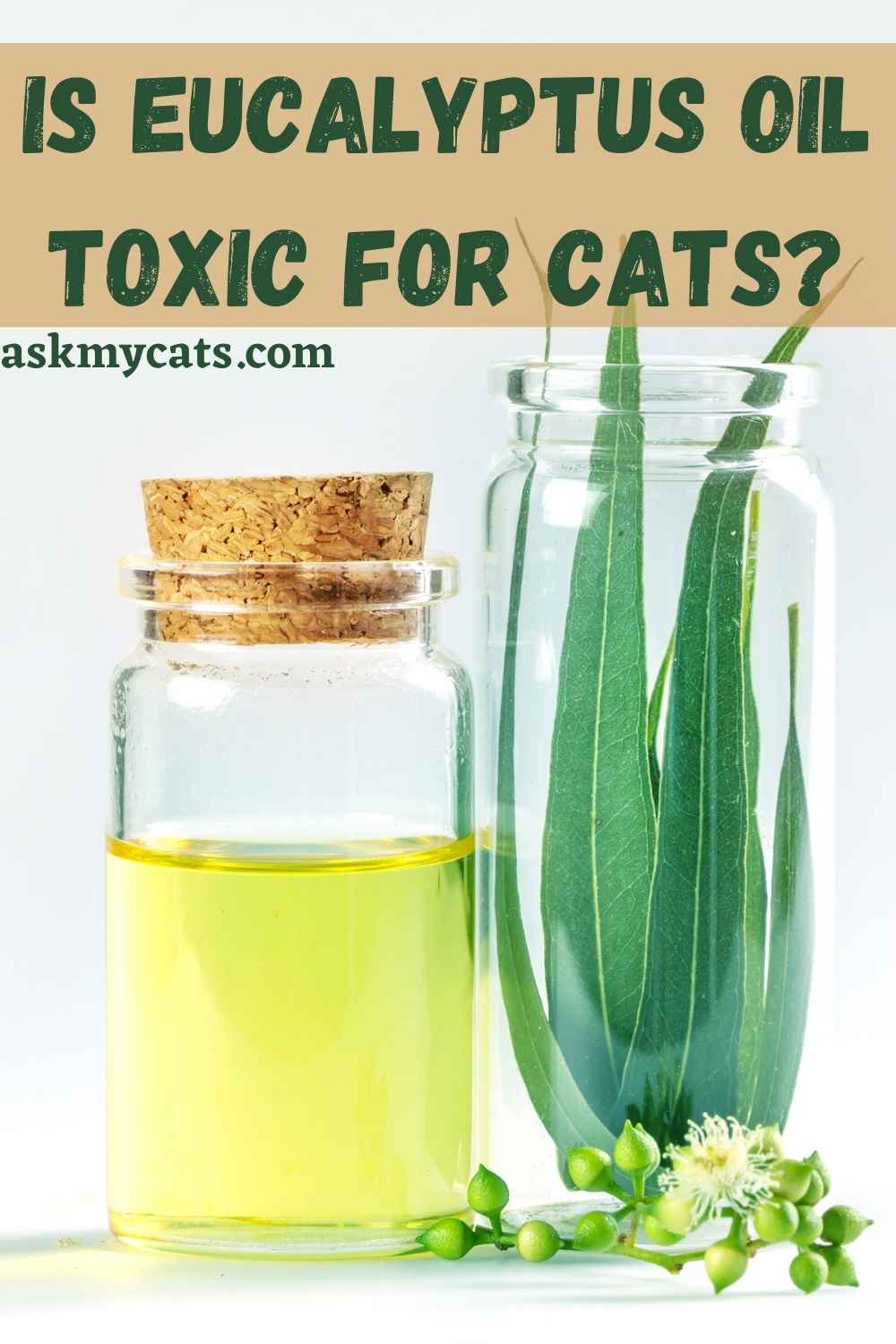 Is Eucalyptus Oil Safe For Cats?