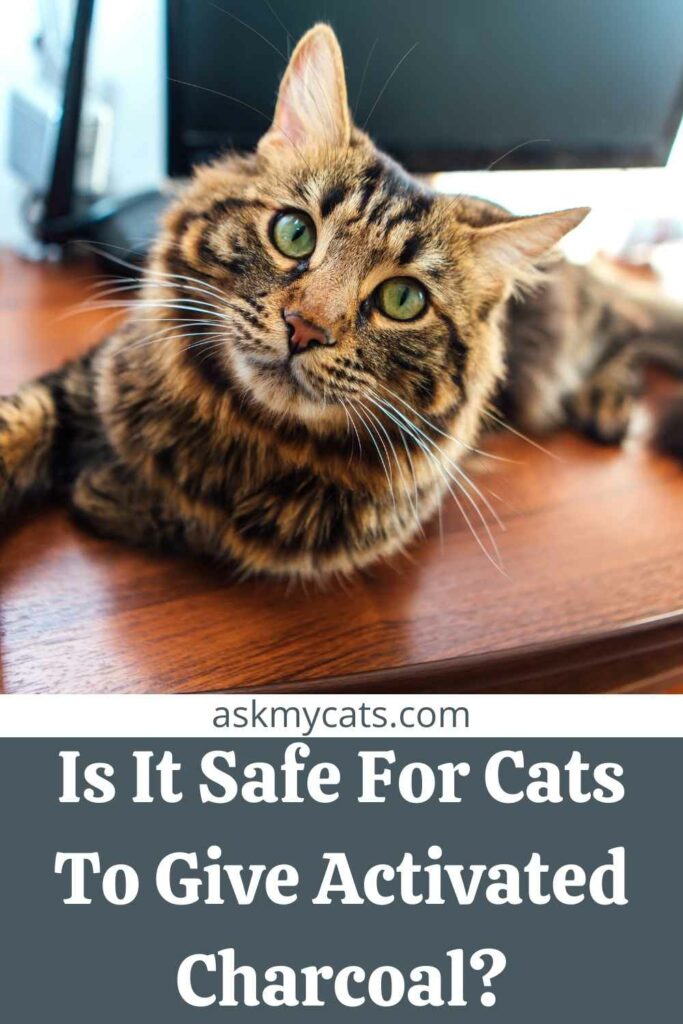 Is It Safe For Cats To Give Activated Charcoal?