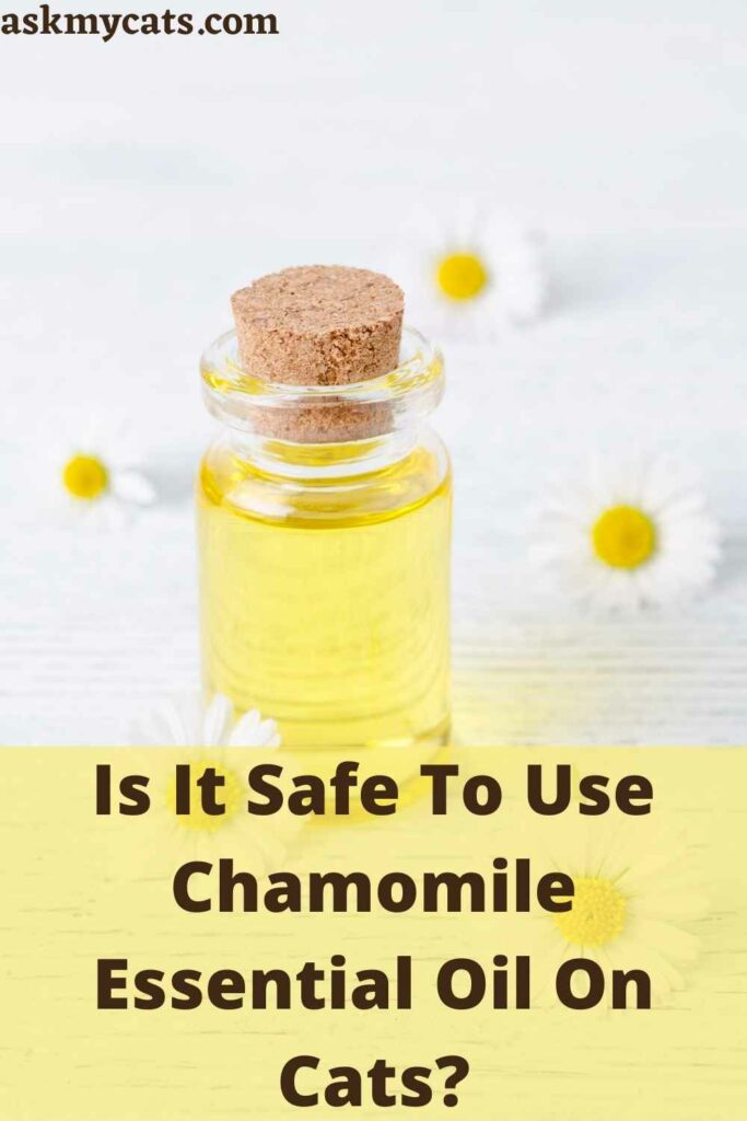 Is It Safe To Use Chamomile Essential Oil On Cats?