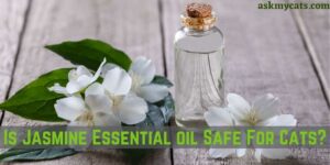 Is Jasmine Essential Oil Safe For Cats?