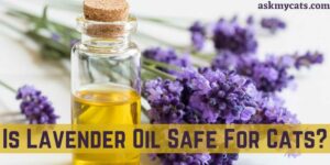 Is Lavender Oil Safe For Cats?