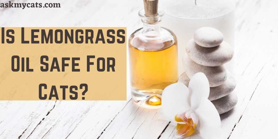 Is Lemongrass Oil Safe For Cats?