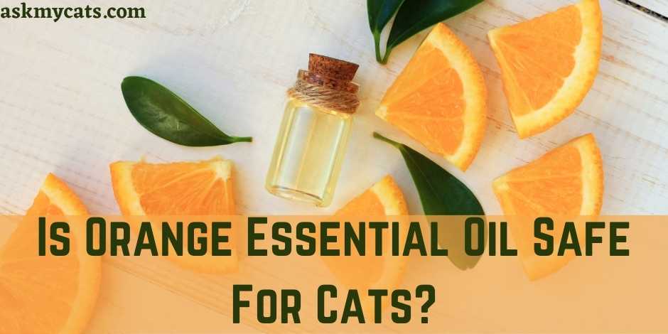 Is Orange Essential Oil Safe For Cats?